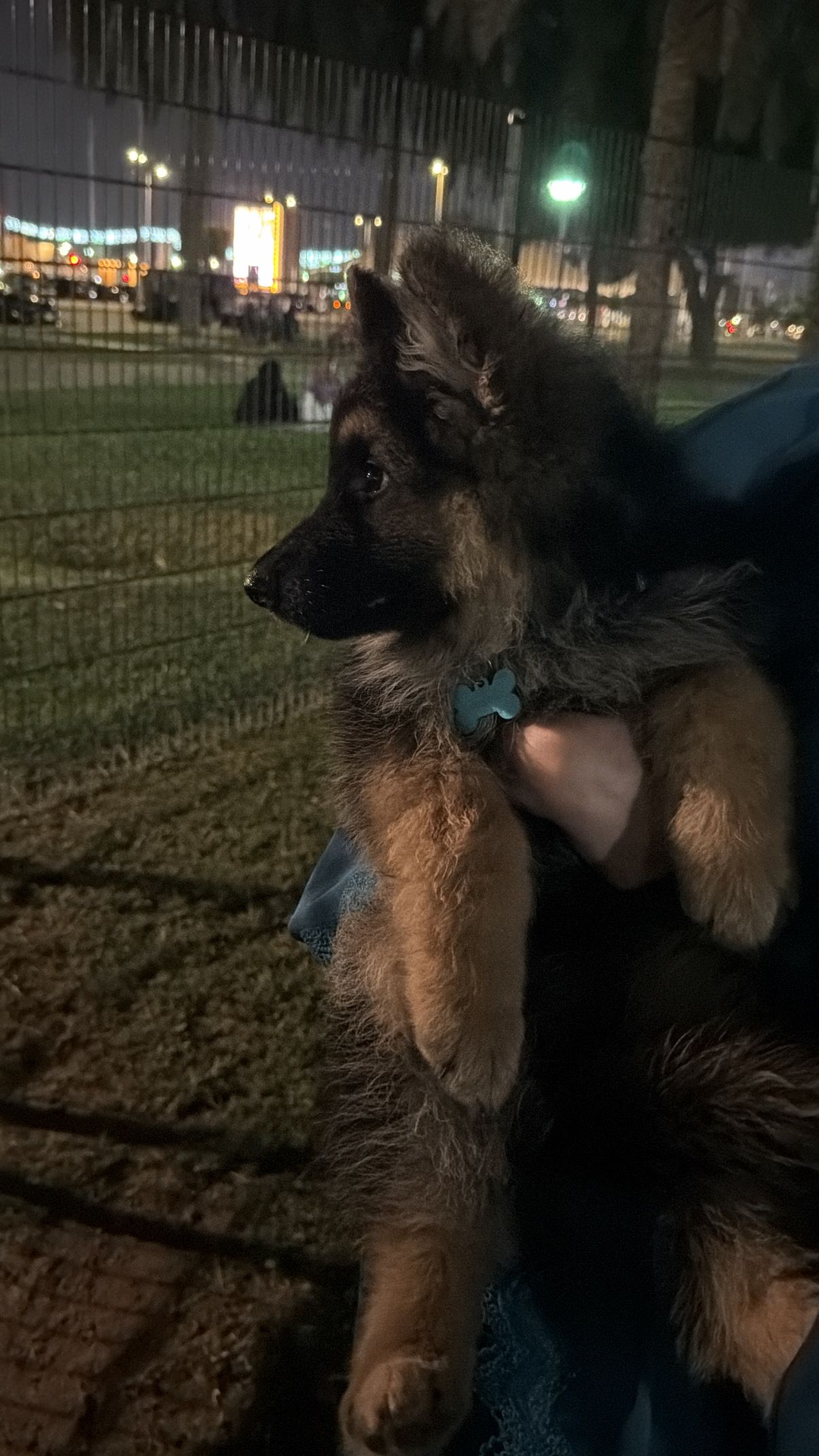 Dogs training pro 4