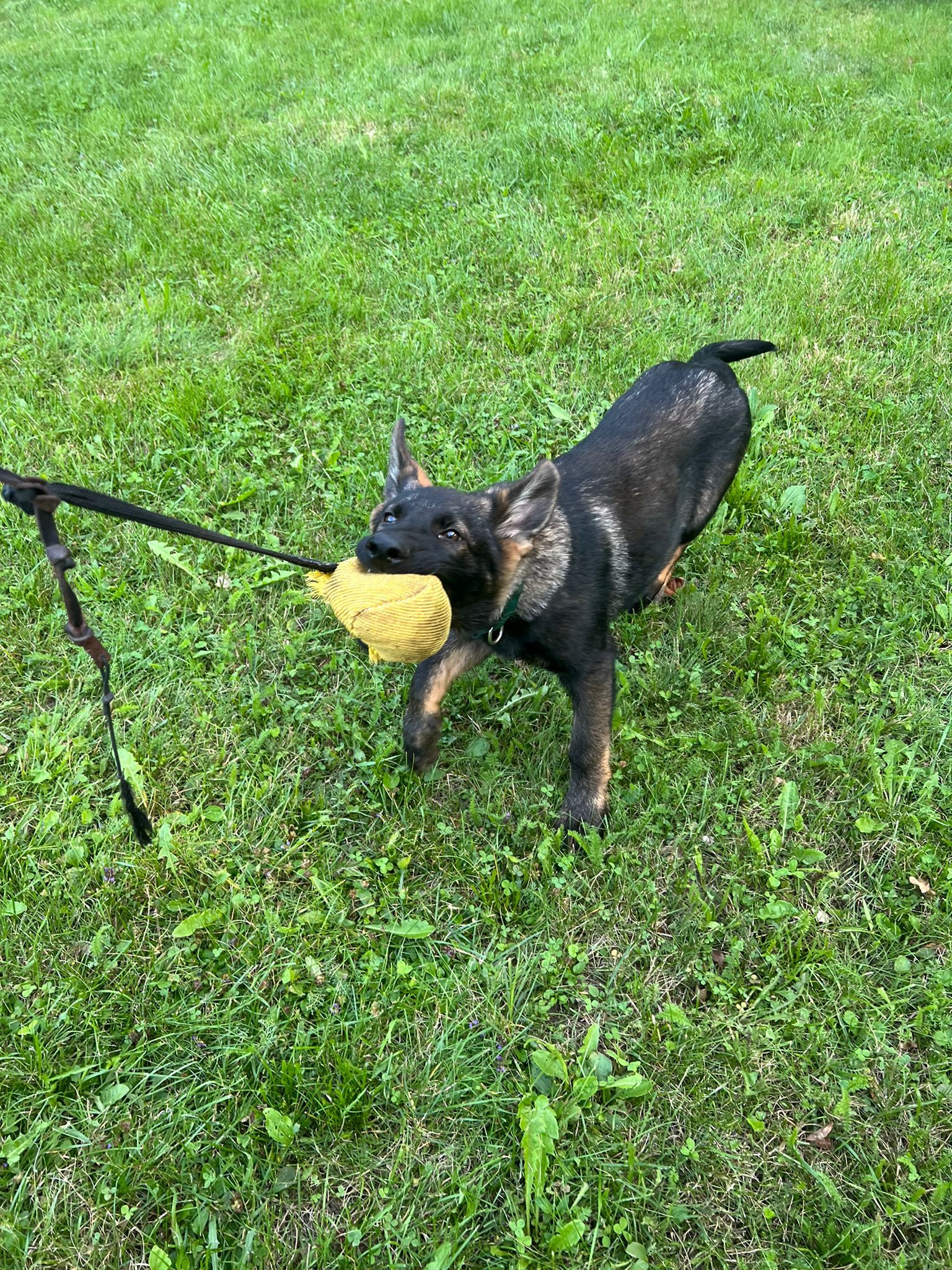 Dogs training pro 5