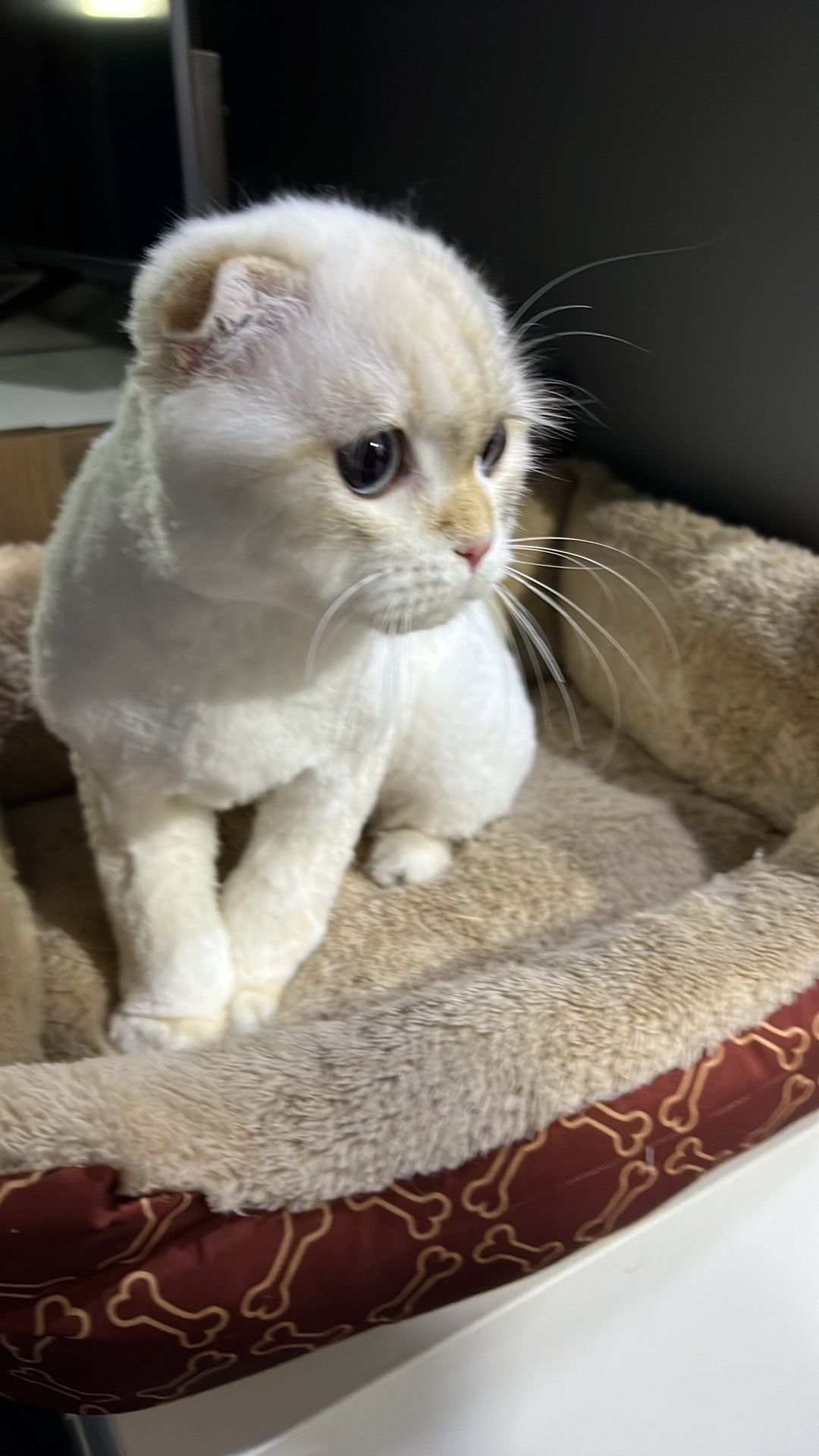 Family Pets Trading L.L.C | IATA Approved Pet Carriers | Grooming & Pet Food 4