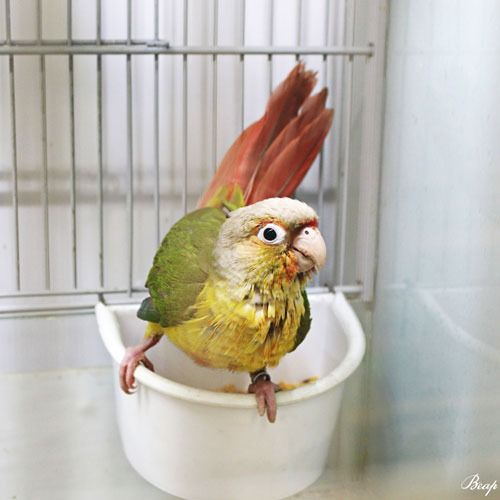 Petworld UAE Discovery Gardens 3