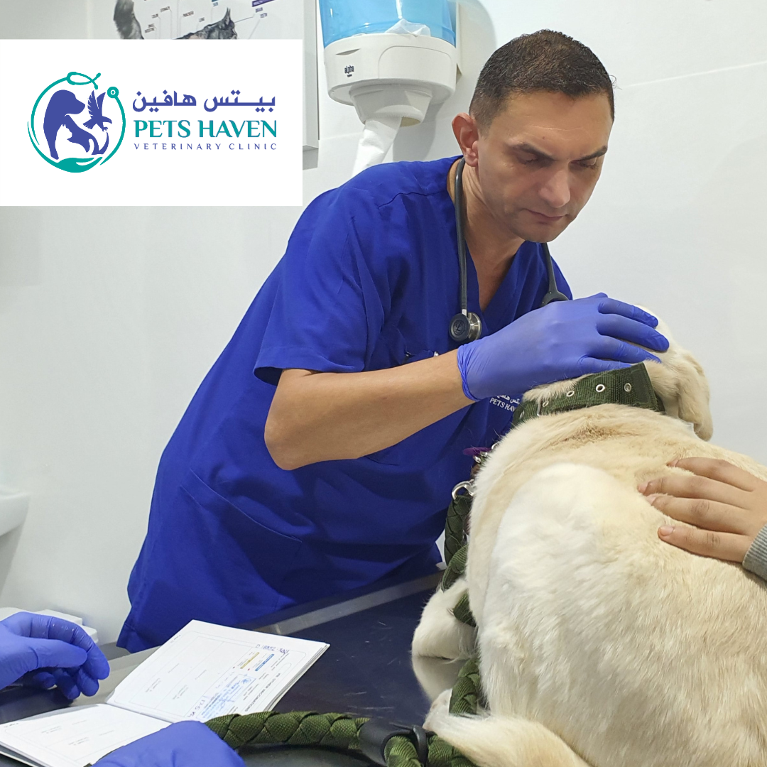 Pets Haven Veterinary Clinic 4