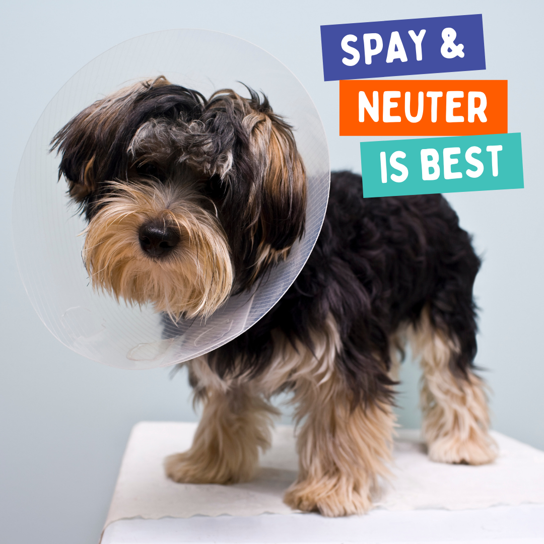 Pets Haven Veterinary Clinic 5