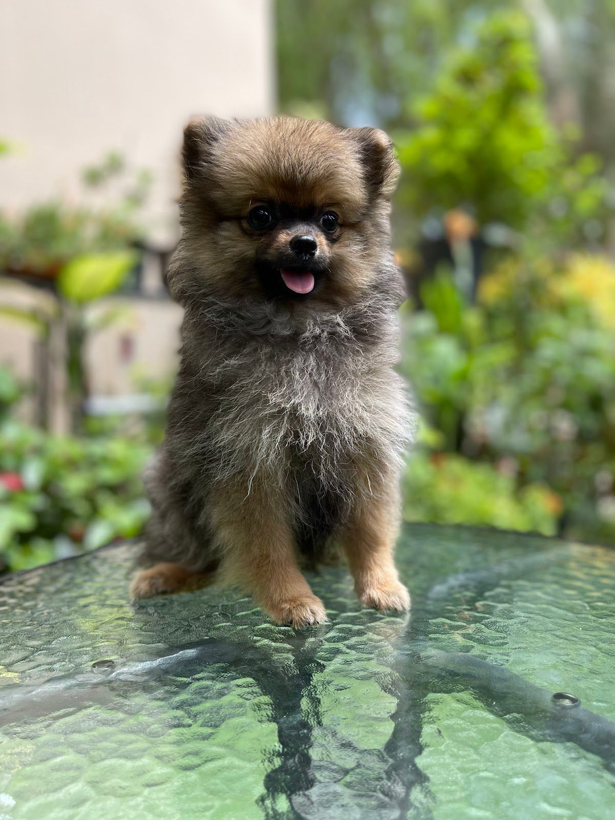 Best Pets Unlimited Trading LLC 3