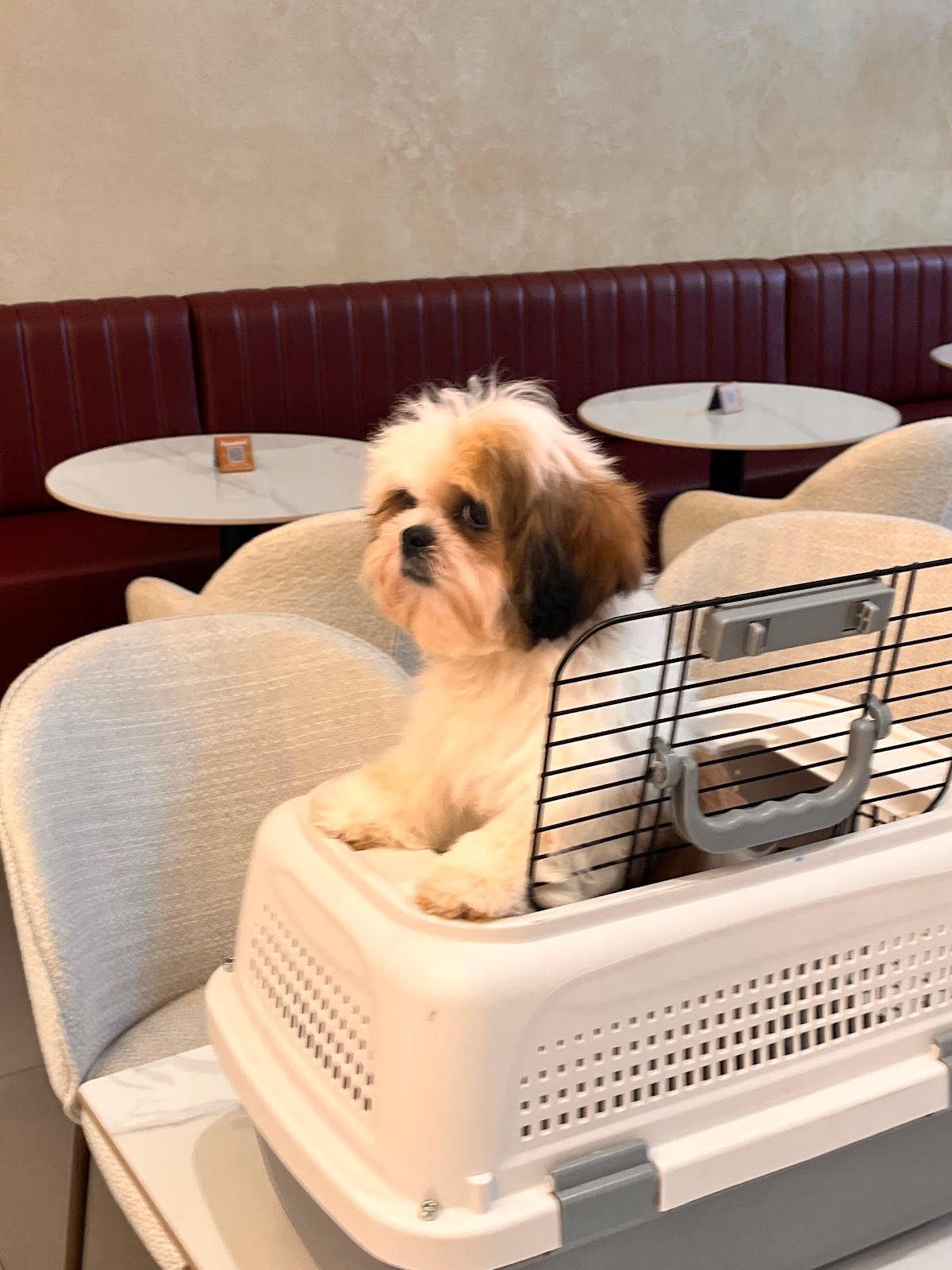 Best Pets Unlimited Trading LLC 4