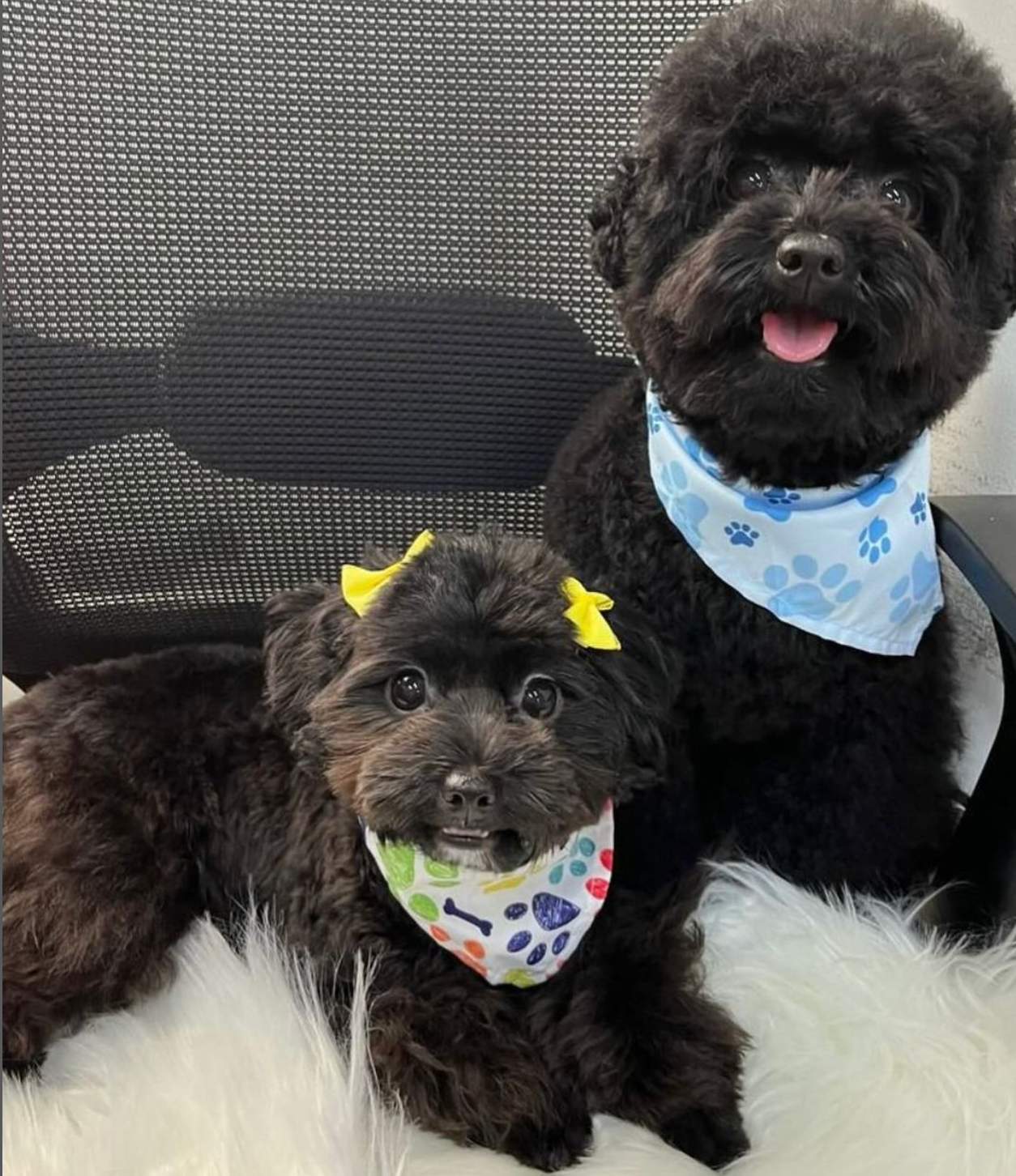 Pet Avenue Boutique and Spa