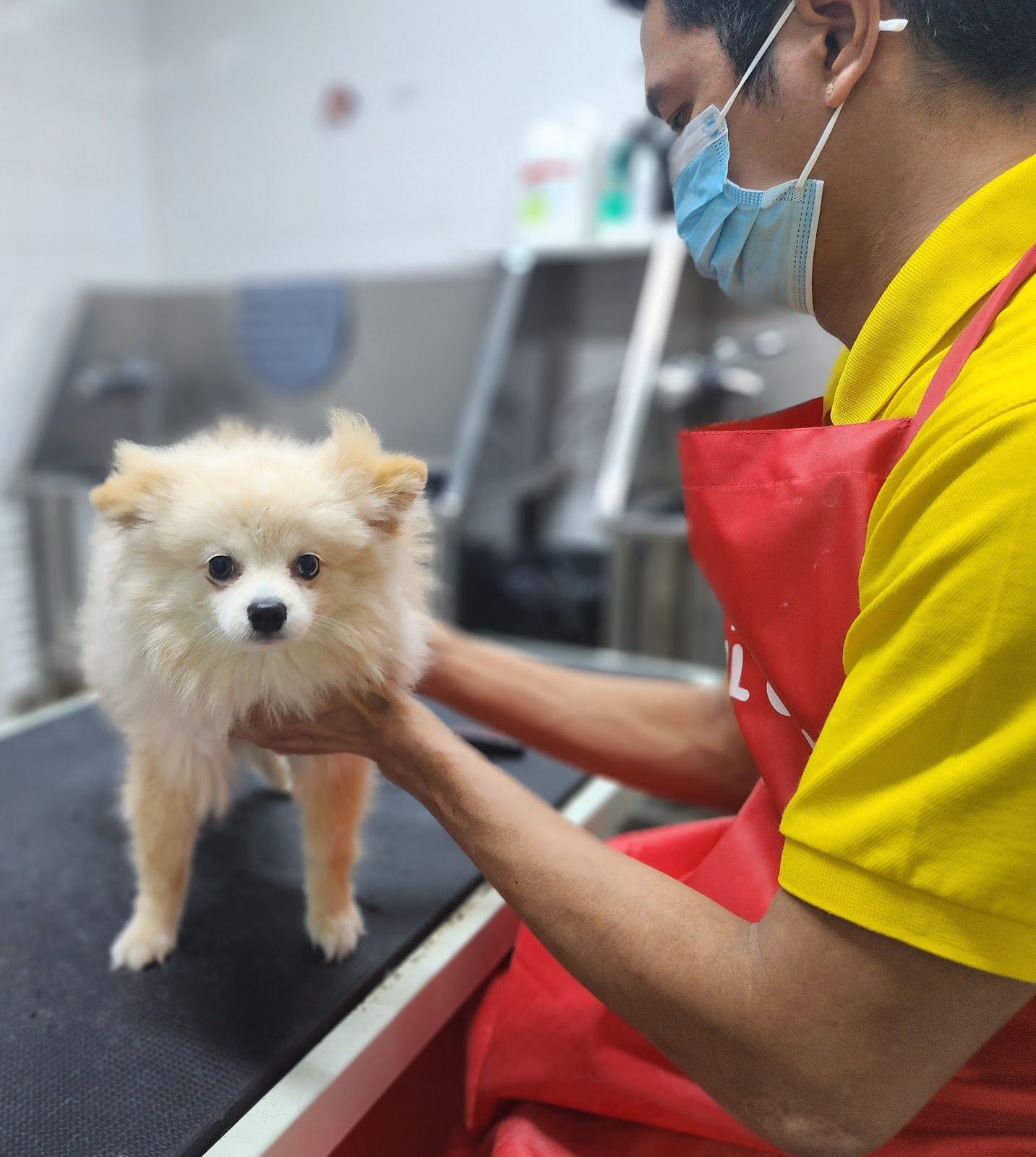 Pet Avenue Boutique and Spa 2