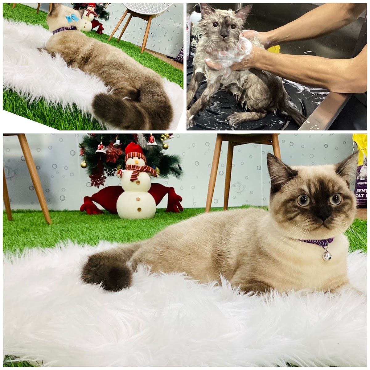 Golden Paws 2