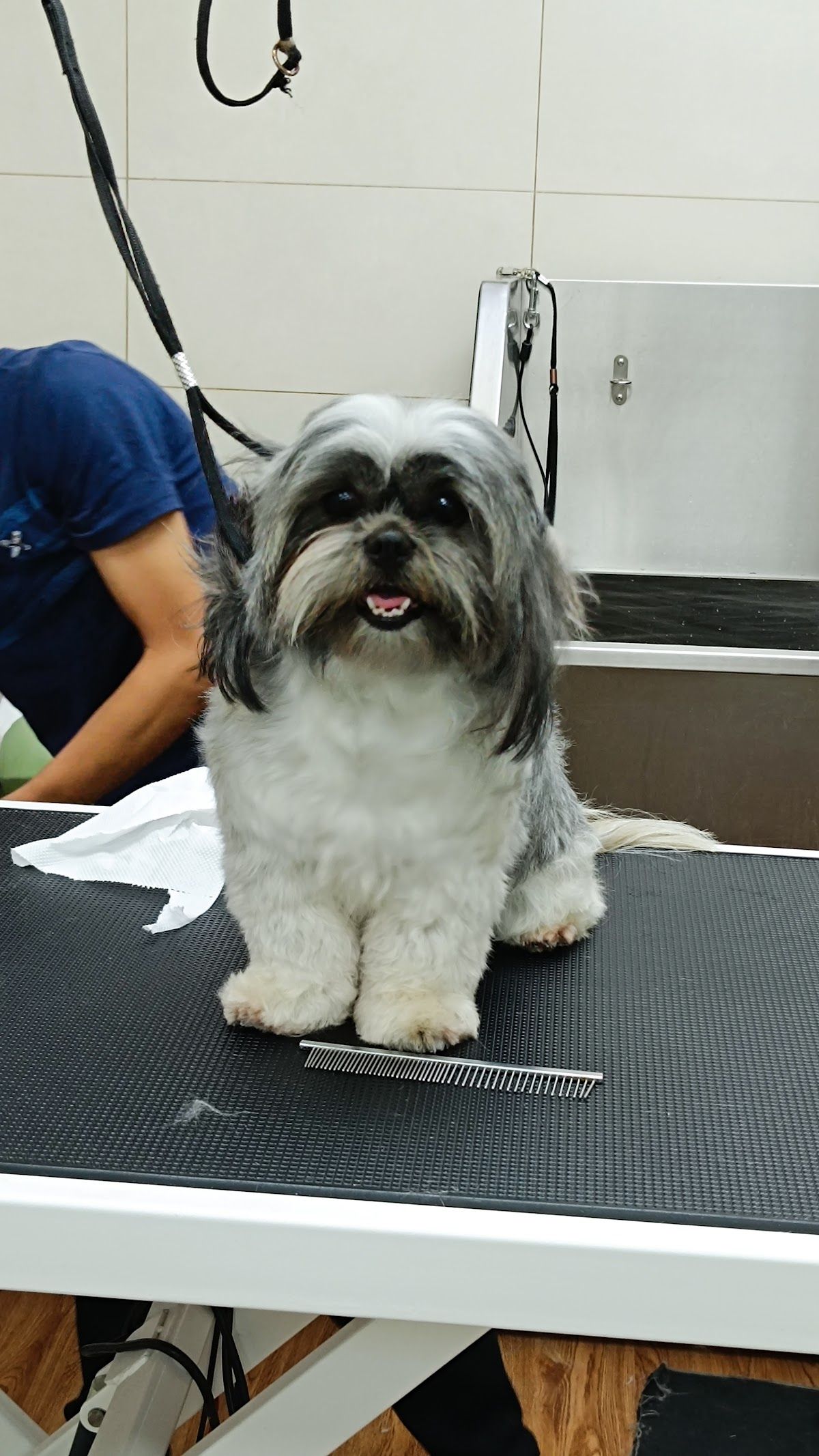 Golden Paws 4