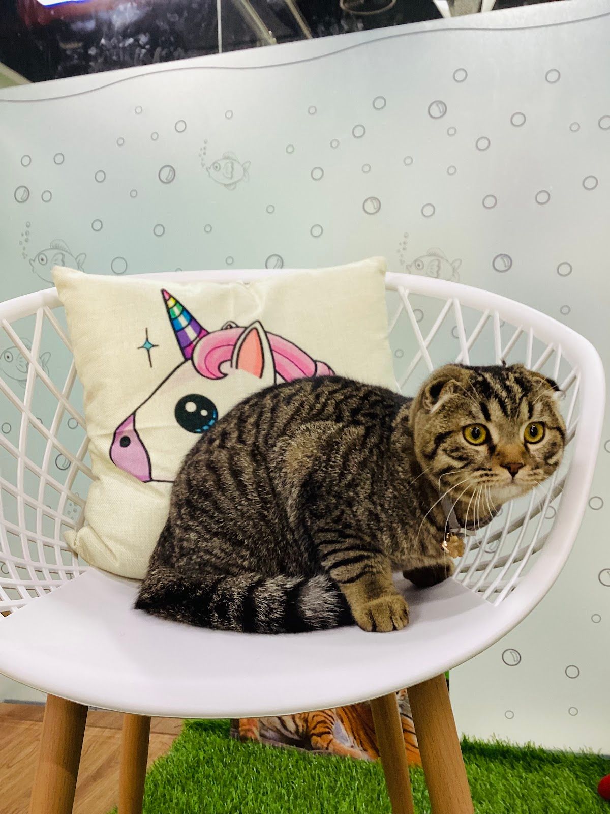 Golden Paws 5