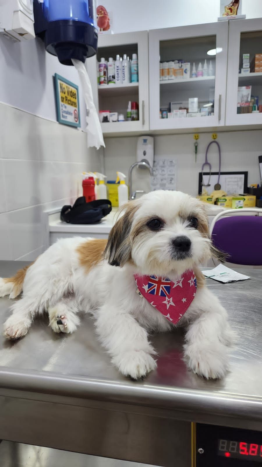 Vet Clinic Dubai - Al Barsha Branch 3
