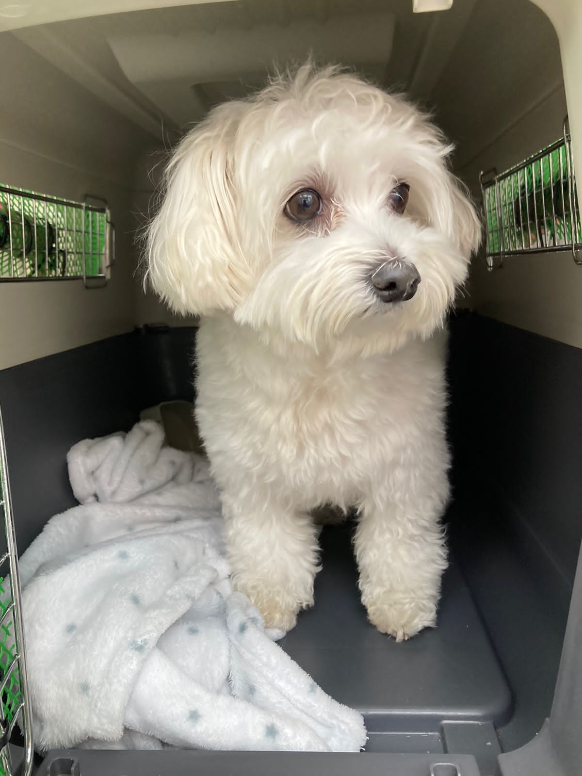 Pawsome Pets UAE 3