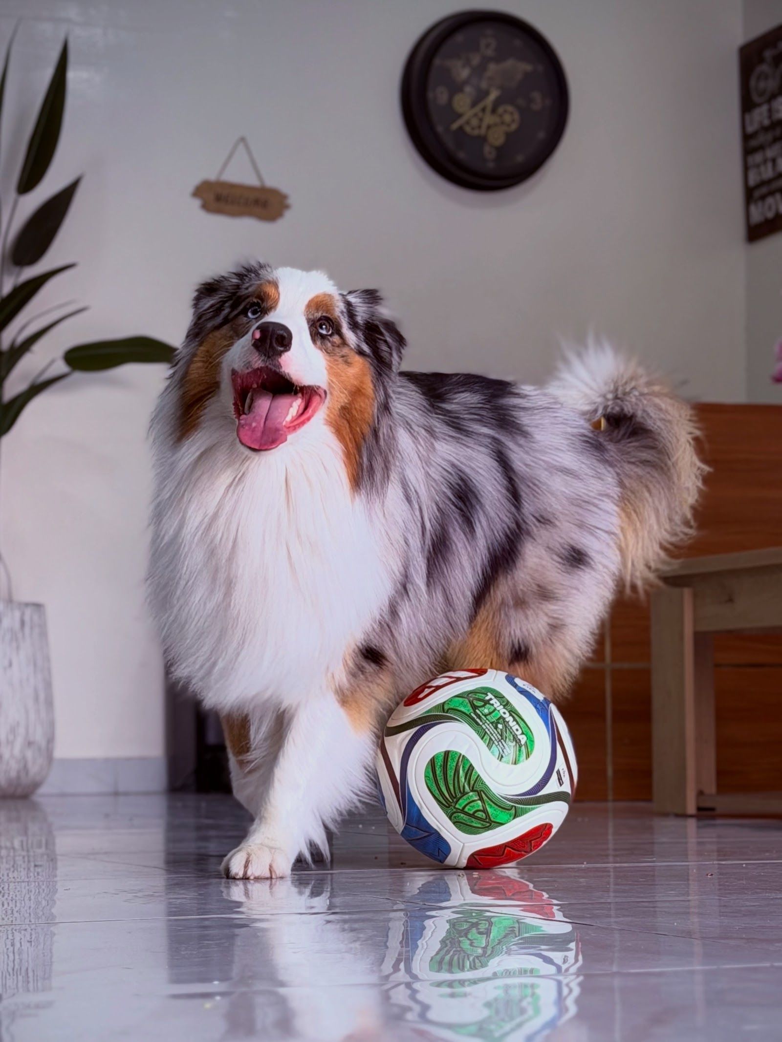 Dog Trainer Behaviourist 2