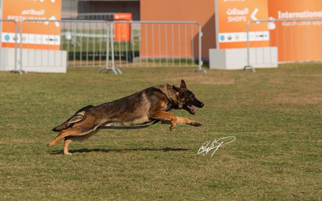 Dog Trainer Behaviourist 3