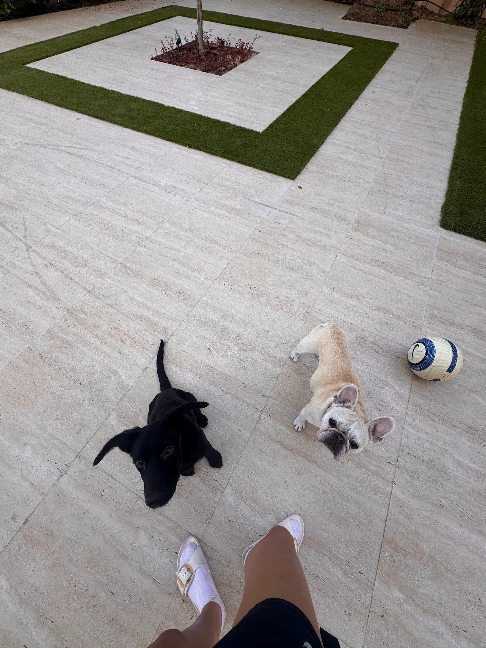 Dog Trainer Behaviourist photo 5