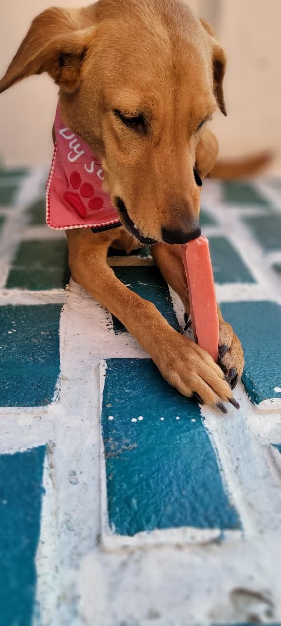 Puprazy | UAE's #1 Organic Dog and Cat Treats 3