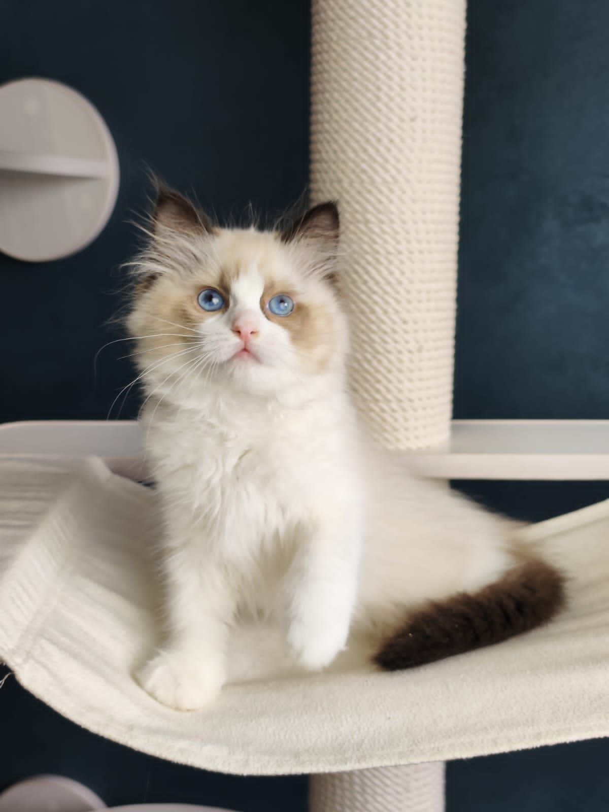 Pets Gallery 3