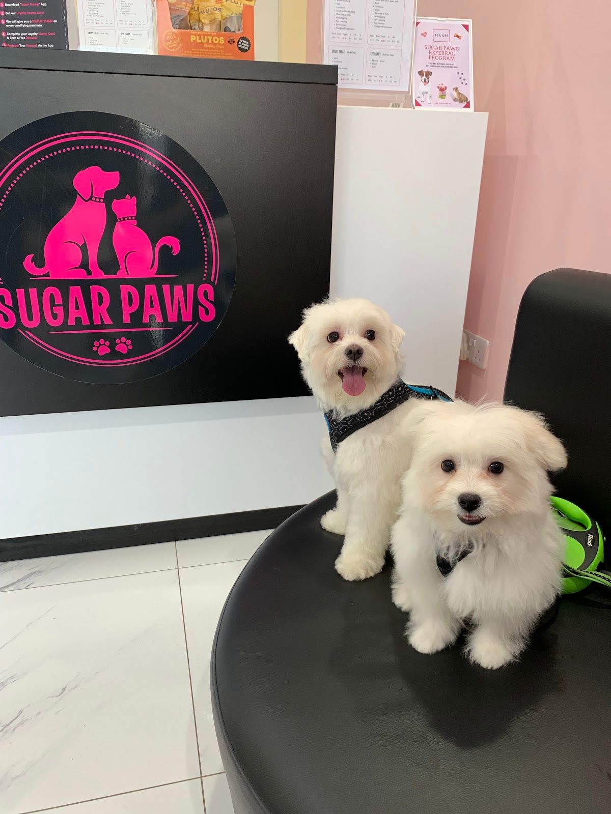 Sugar Paws Pet Salon L.L.C 5