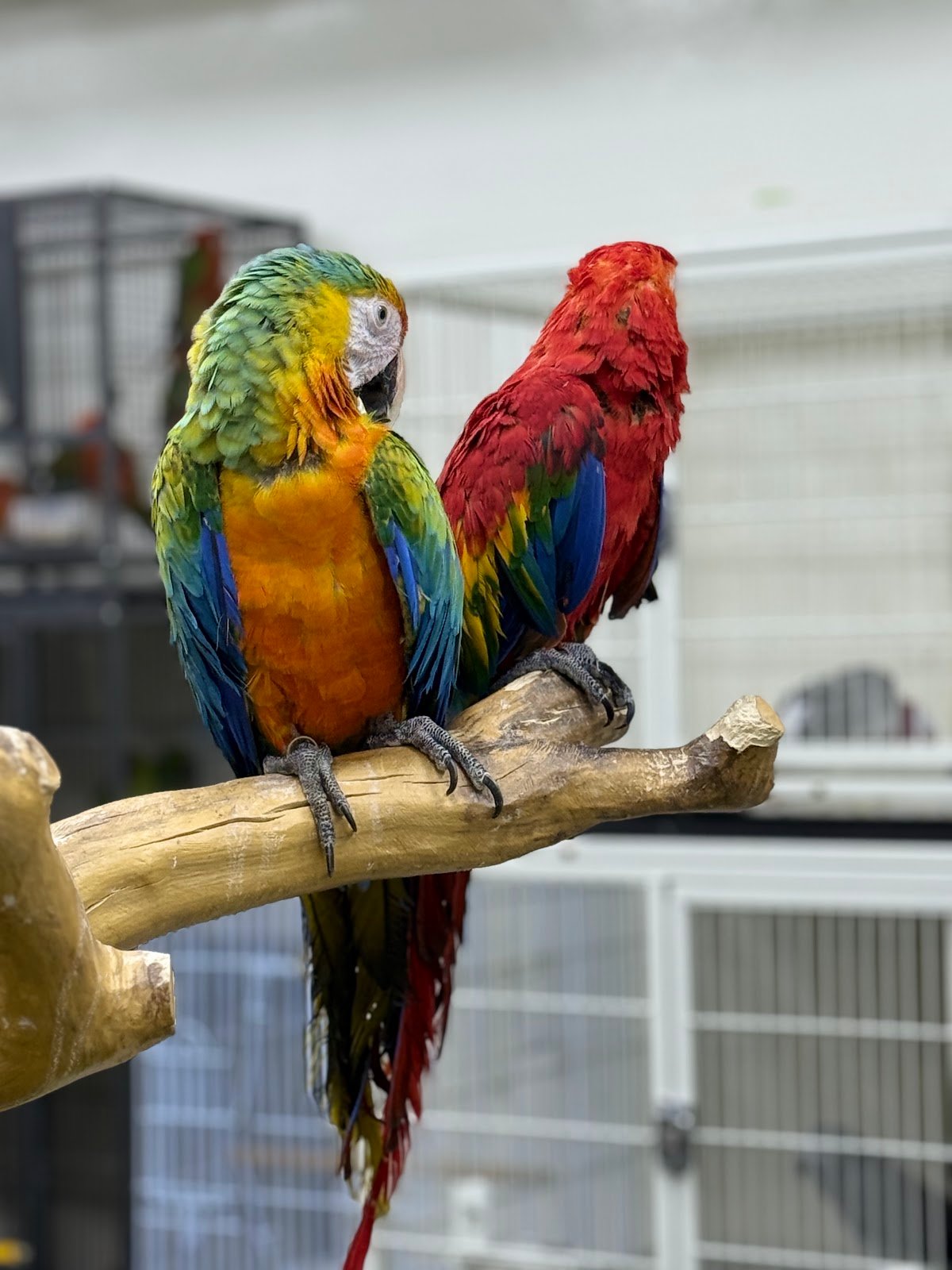 Petopia petra Animal Feeds Trading L.L.C photo 5