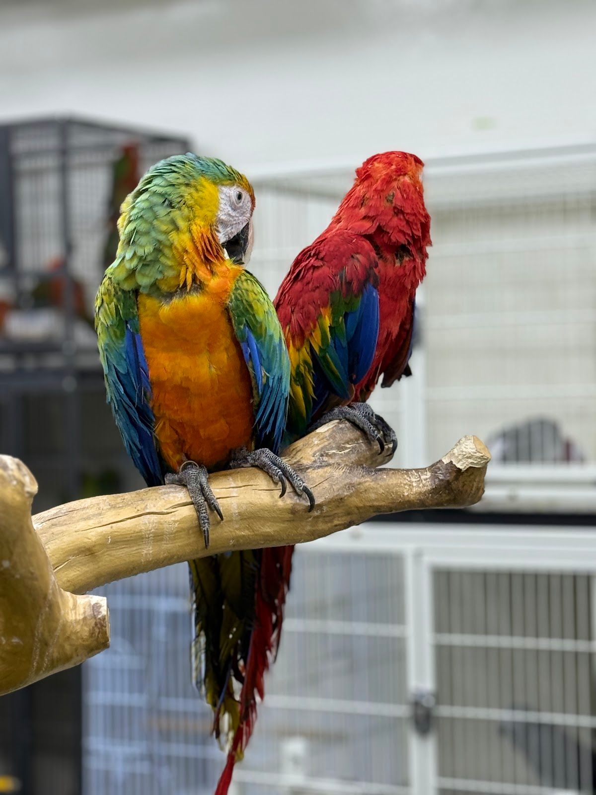 Petopia petra Animal Feeds Trading L.L.C 5