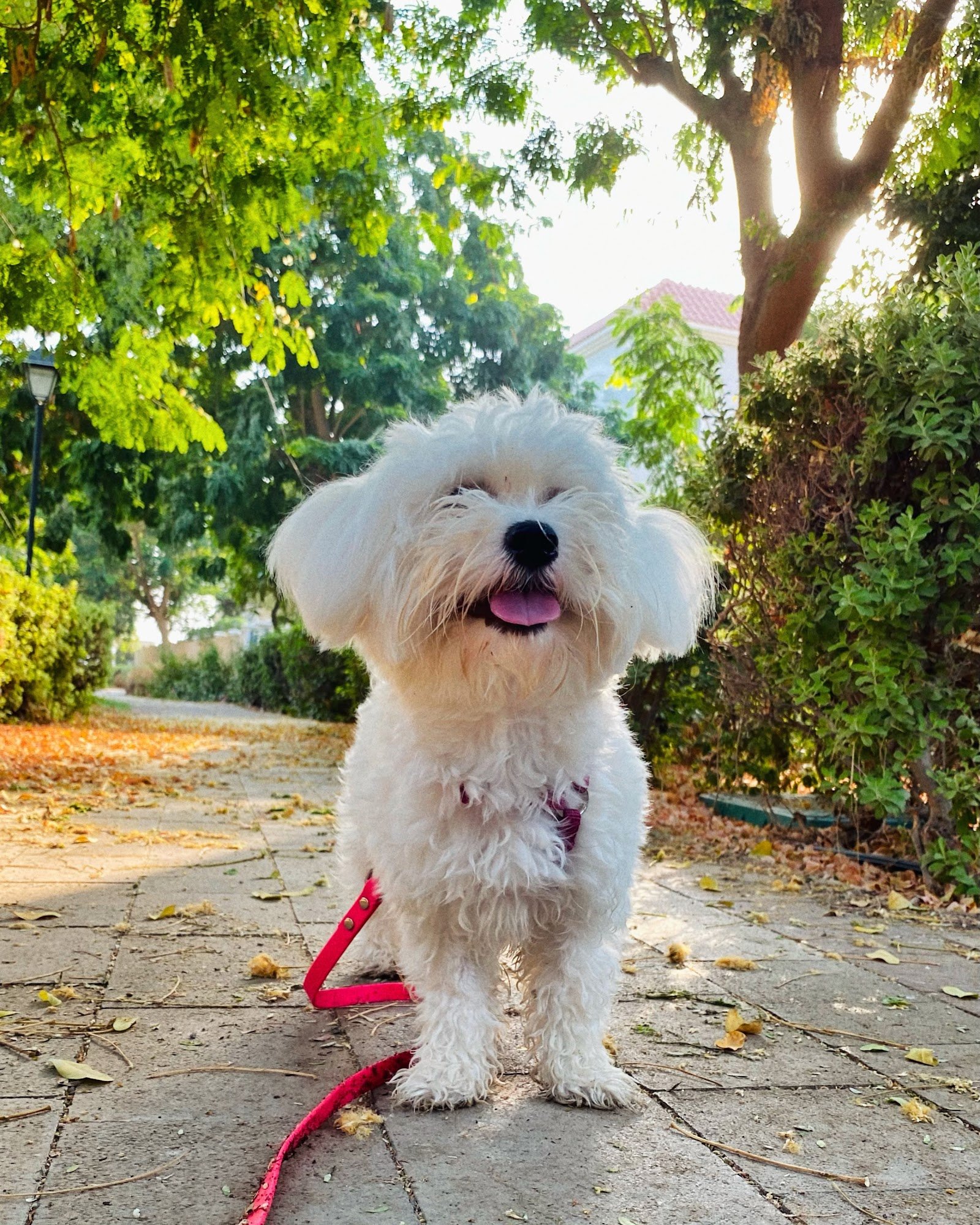 Alisa’s Tails photo 4