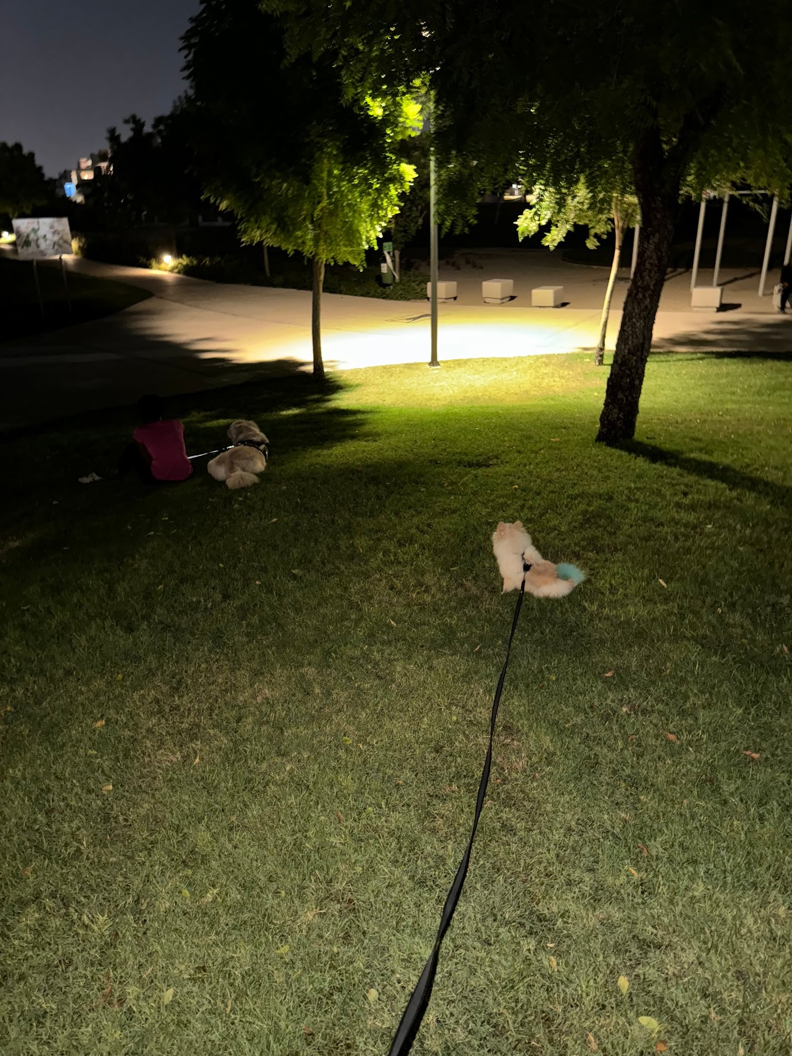 Alisa’s Tails photo 5