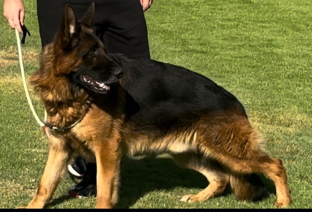 Team EIM Kennel photo 2