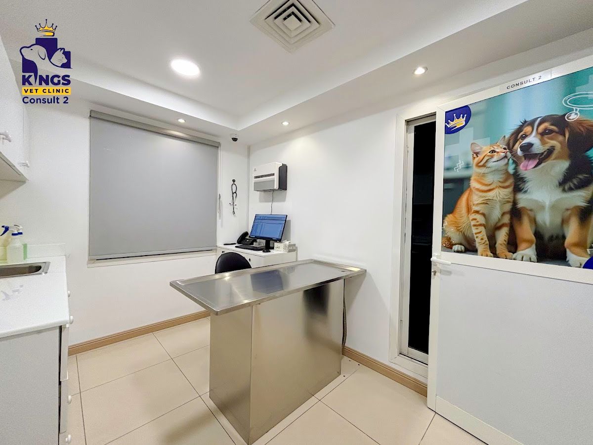 Kings Vet Clinic Al Wasl Jumeirah 4