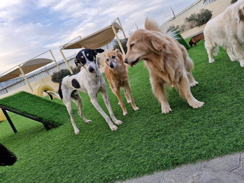 Woof Pets Services