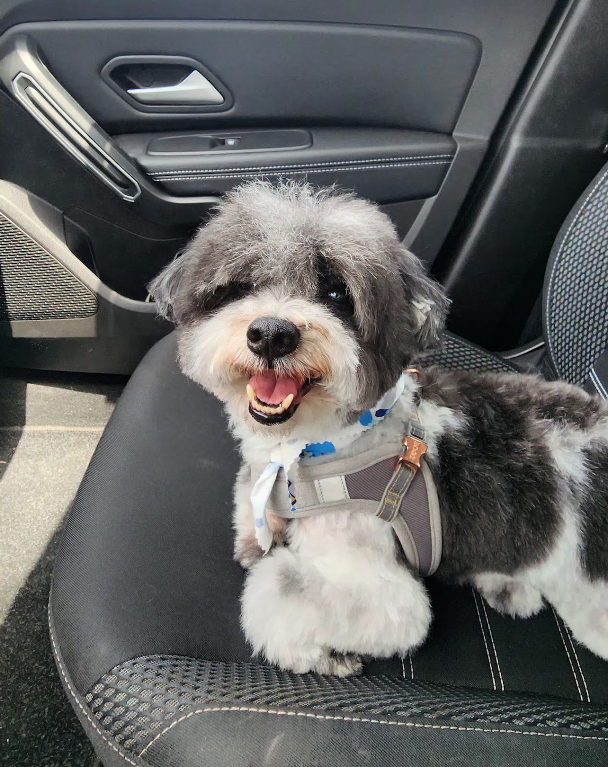 Woof Pets Services 2