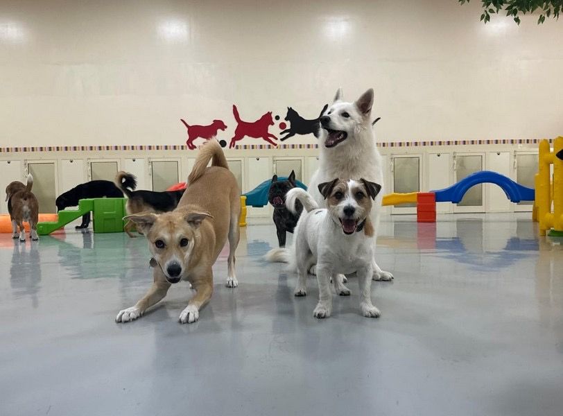 Woof Pets Services 3