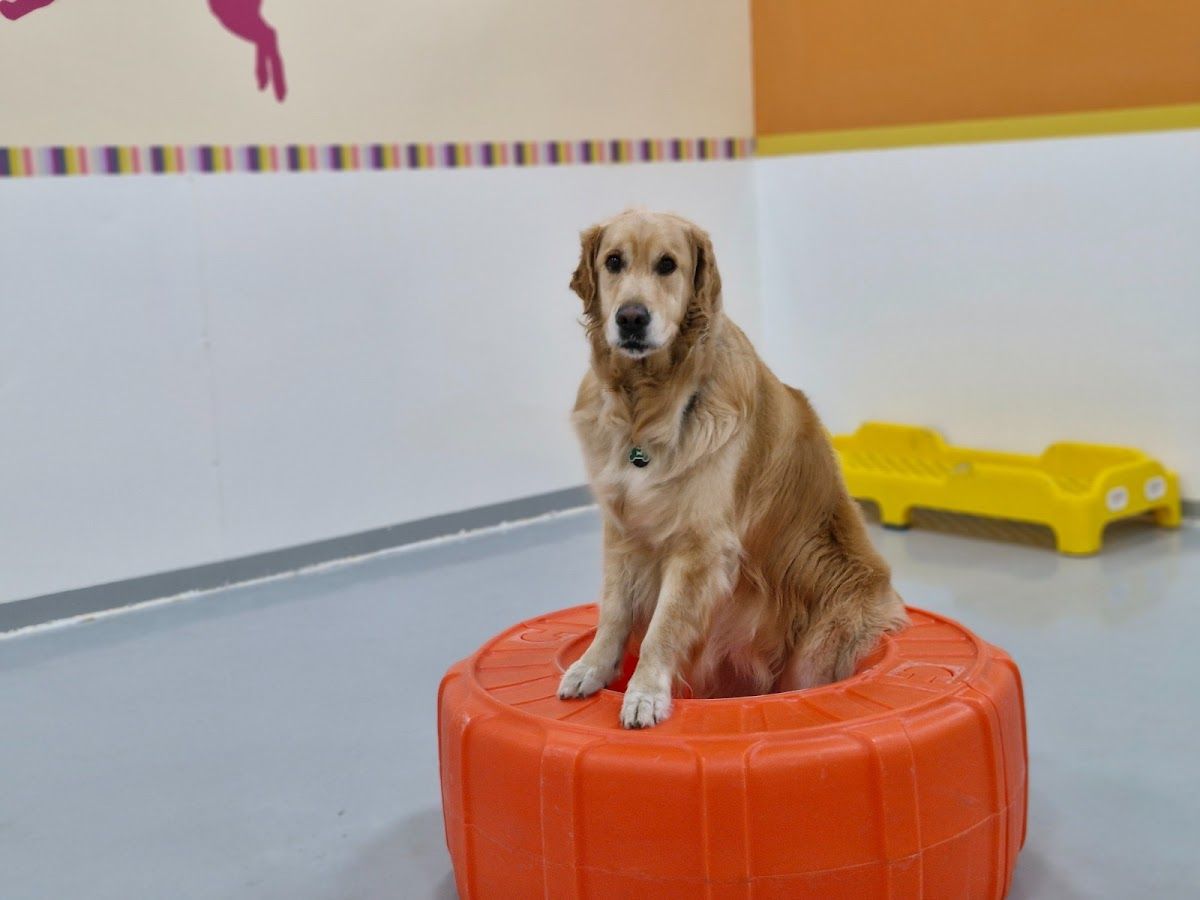 Woof Pets Services 4