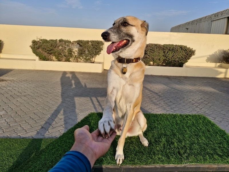 Woof Pets Services 5