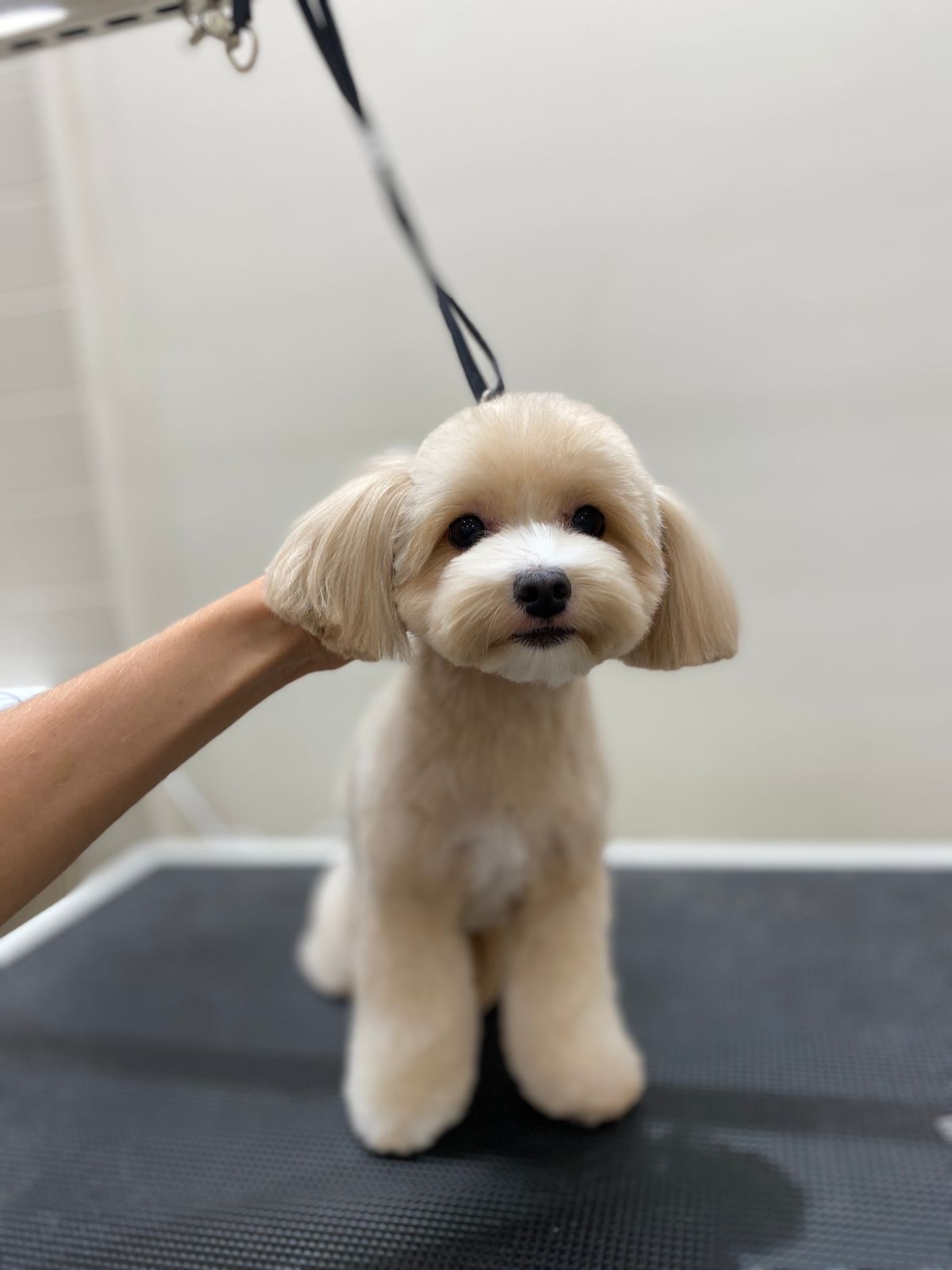 Grooming & Lounge 2