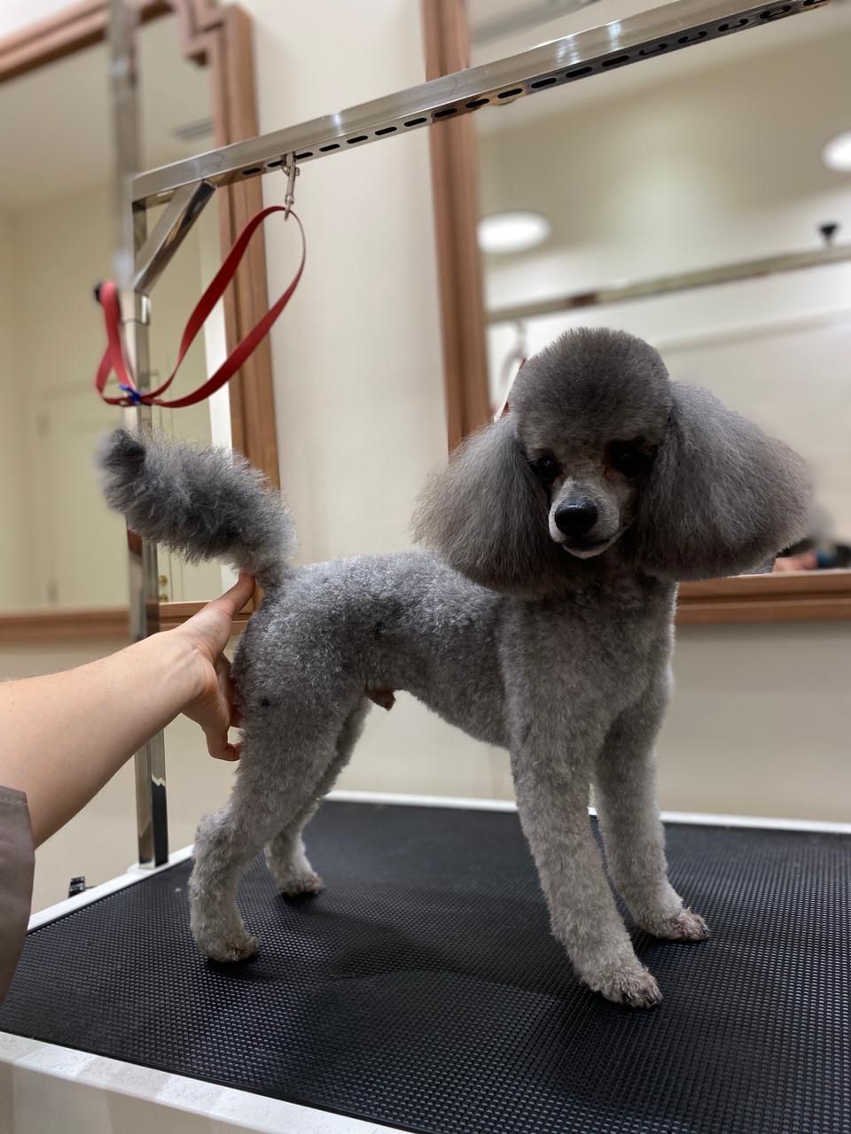 Grooming & Lounge 3