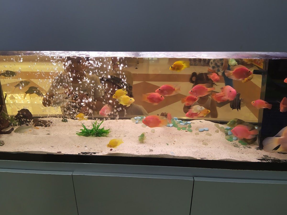 Aquarium Lives - Al Barsha Lulu 4
