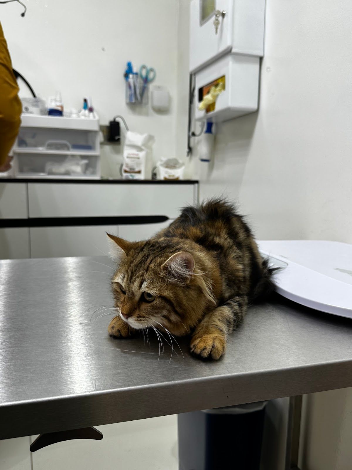 The Moon Veterinary Clinic LLC 4