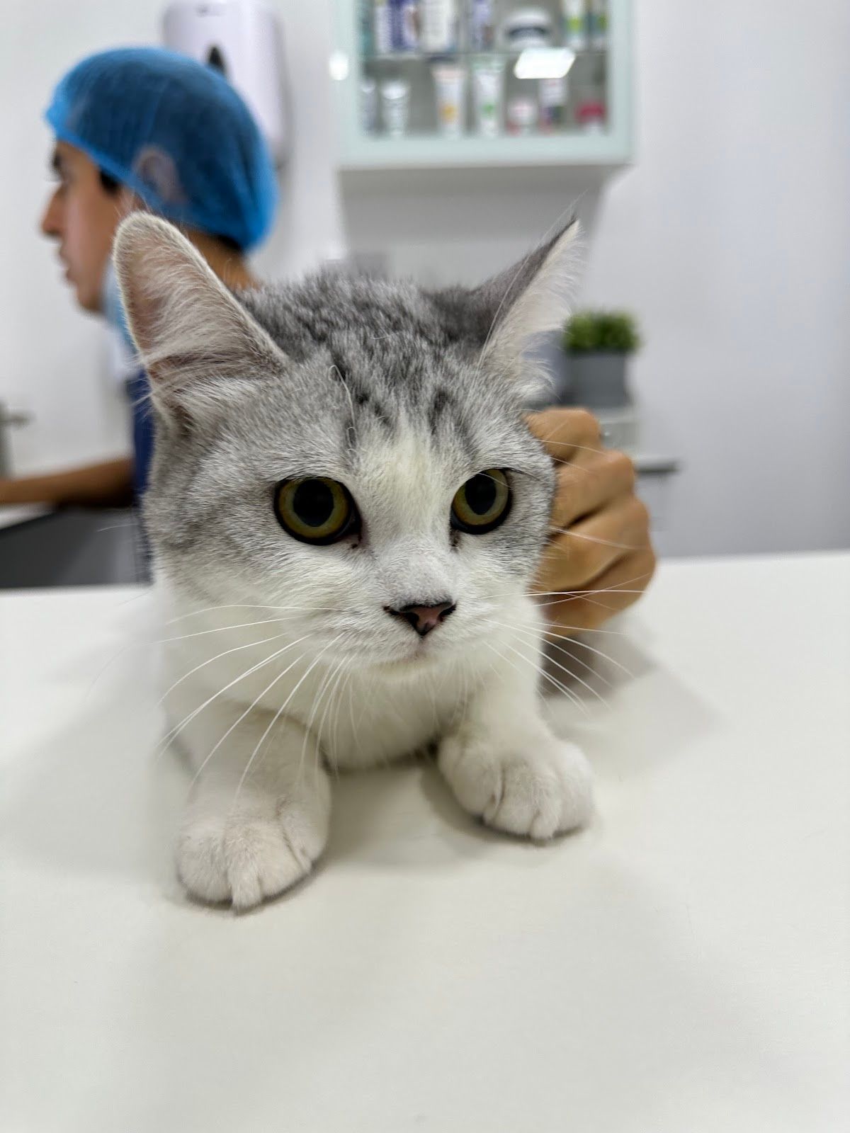 Noble Veterinary Clinic Jumeirah 5