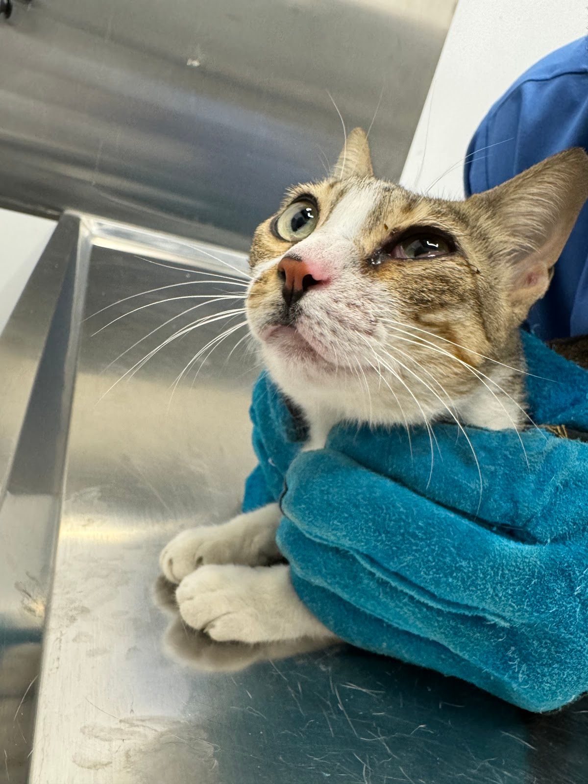 Kings Vet Clinic Al-Barari 4