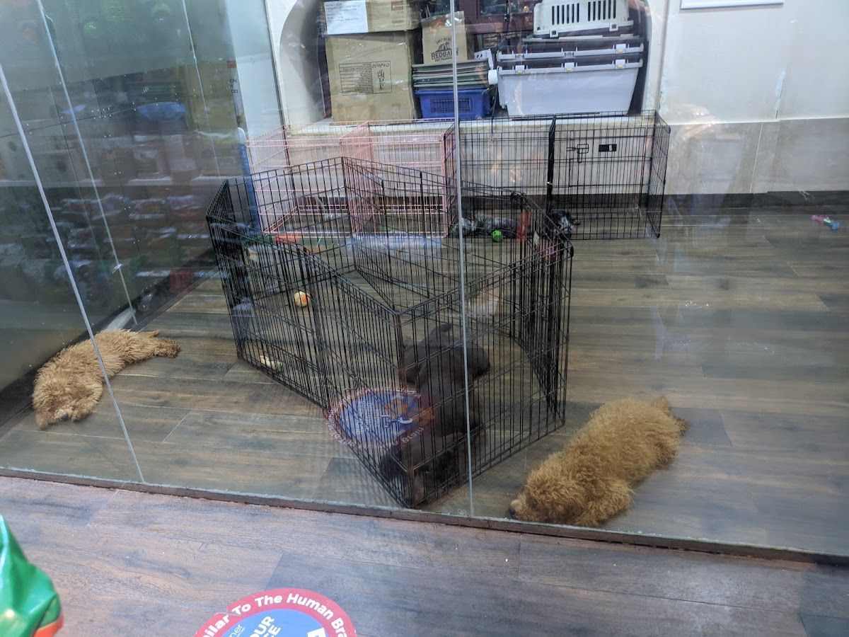 Pet Corner Dubai- Sheikh Zayed Road 2