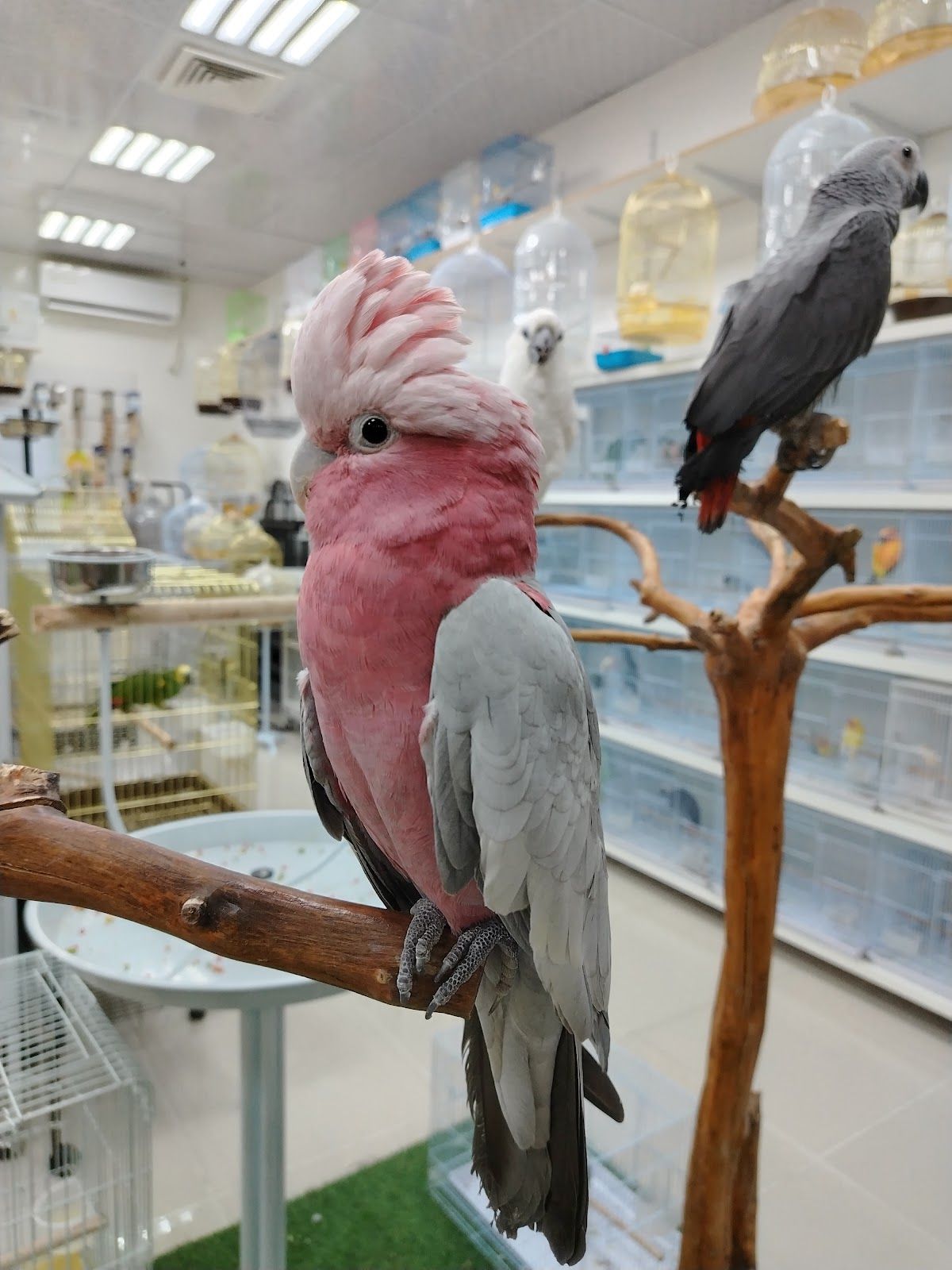 Pet Corner Dubai- Sheikh Zayed Road 3