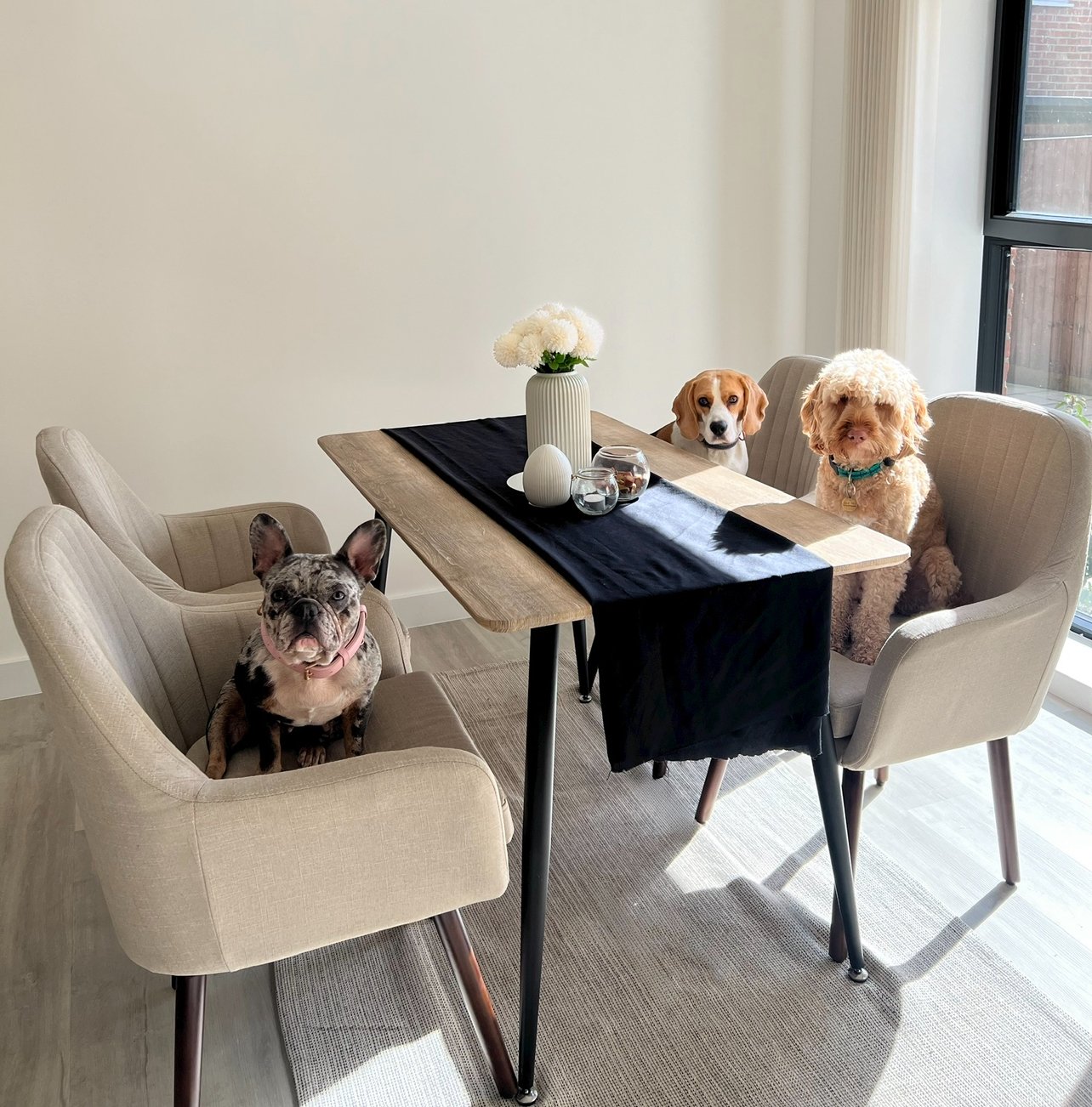 Paw Concierge - Daycare | Boarding
