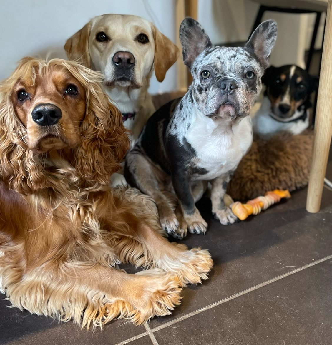 Paw Concierge - Daycare | Boarding 4