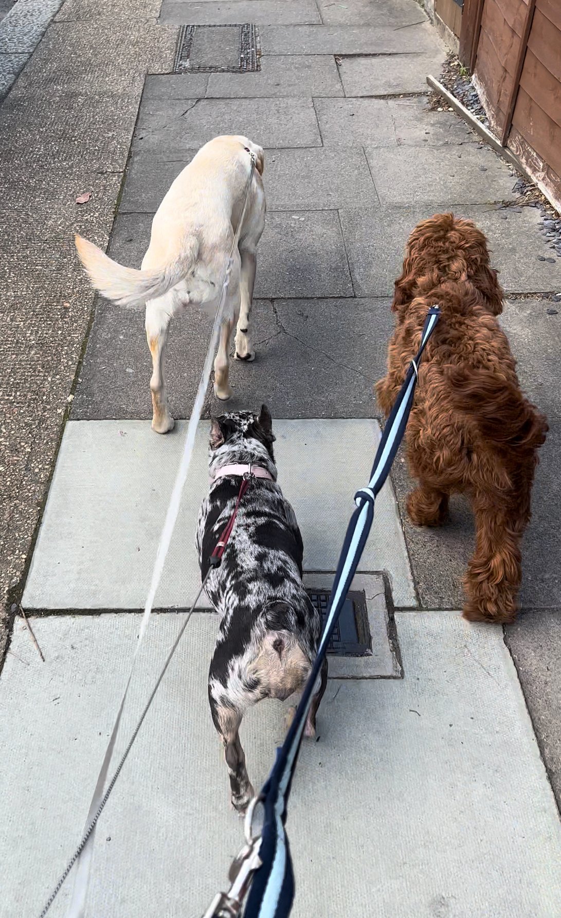 Paw Concierge - Daycare | Boarding photo 5