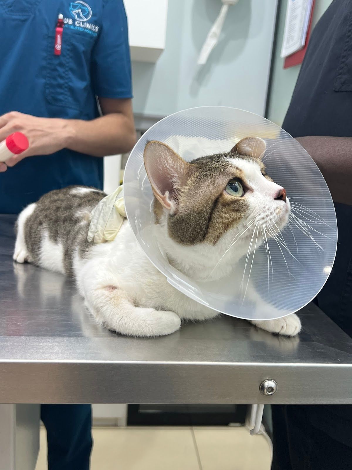 Hub Vet Clinic 5