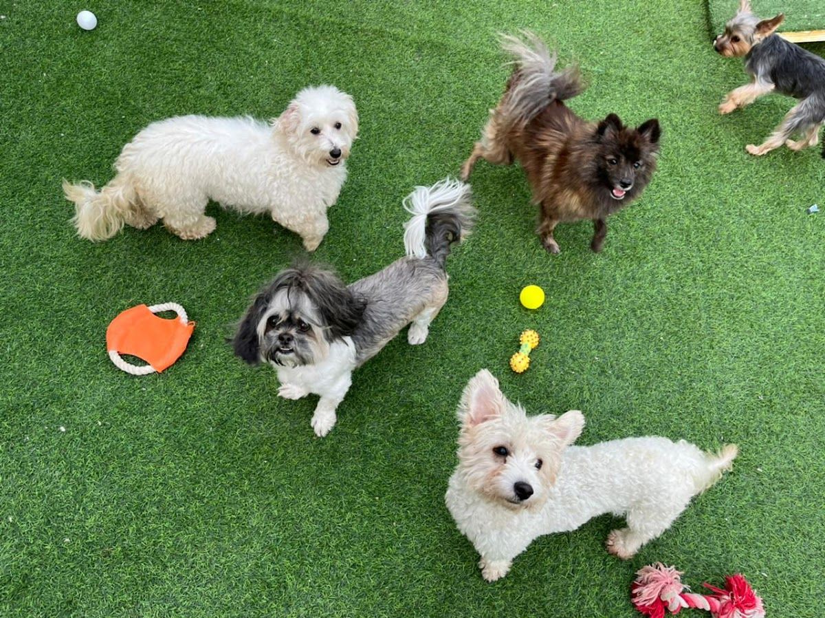 Petlove - Pet Boarding l Daycare l Pet Grooming l Pet Shop l Pet Taxi 2