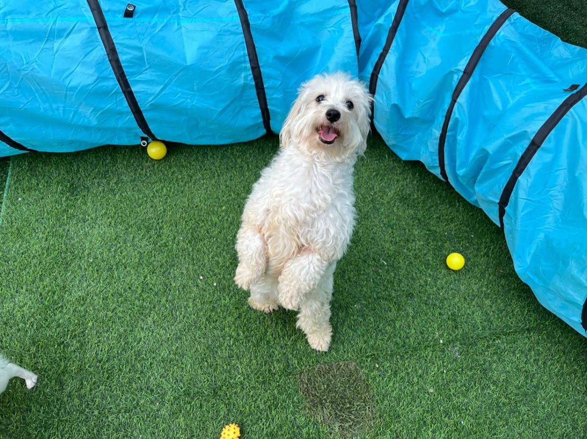 Petlove - Pet Boarding l Daycare l Pet Grooming l Pet Shop l Pet Taxi 3