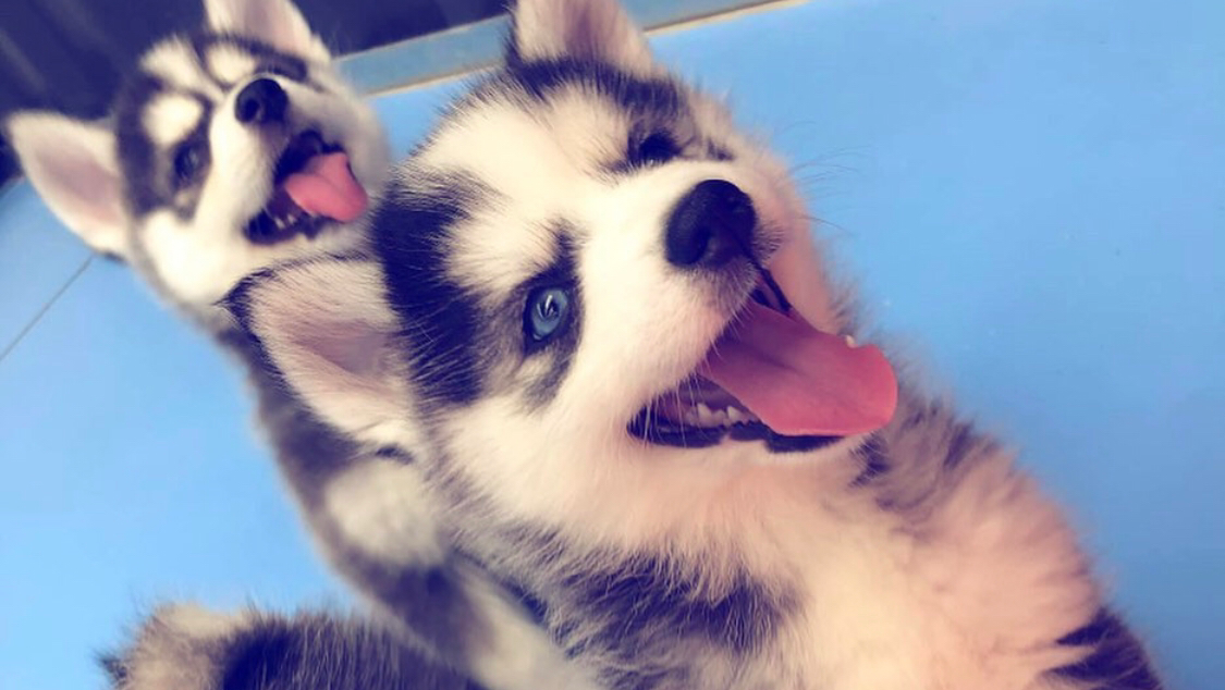 Pomsky Dubai