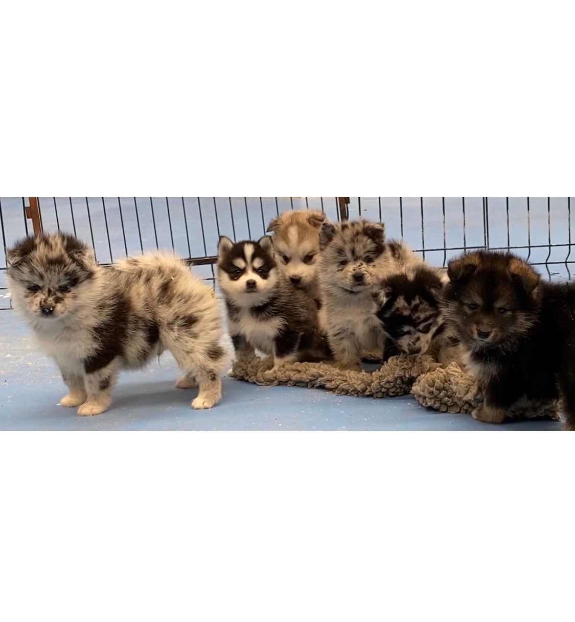 Pomsky Dubai 2