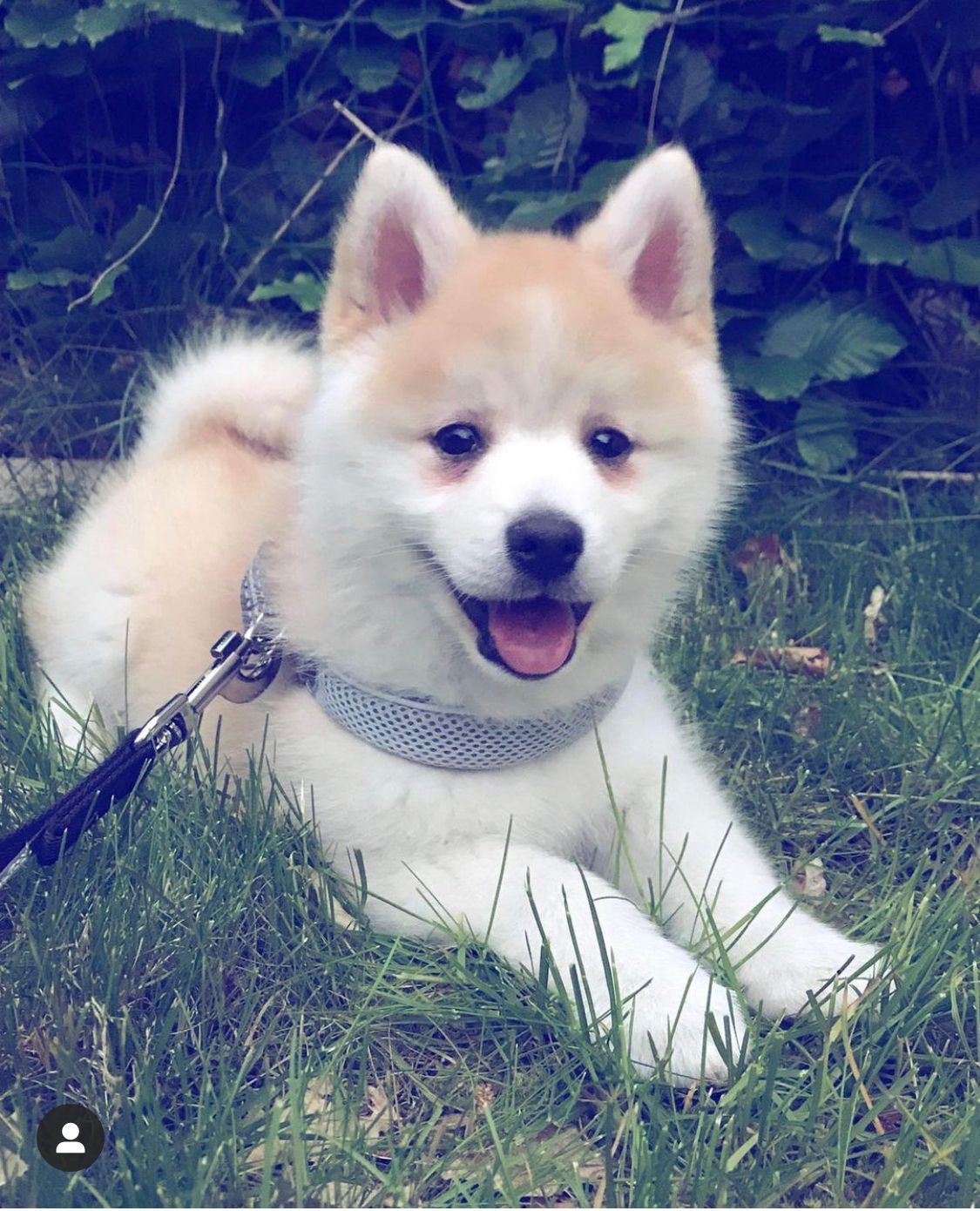 Pomsky Dubai 3