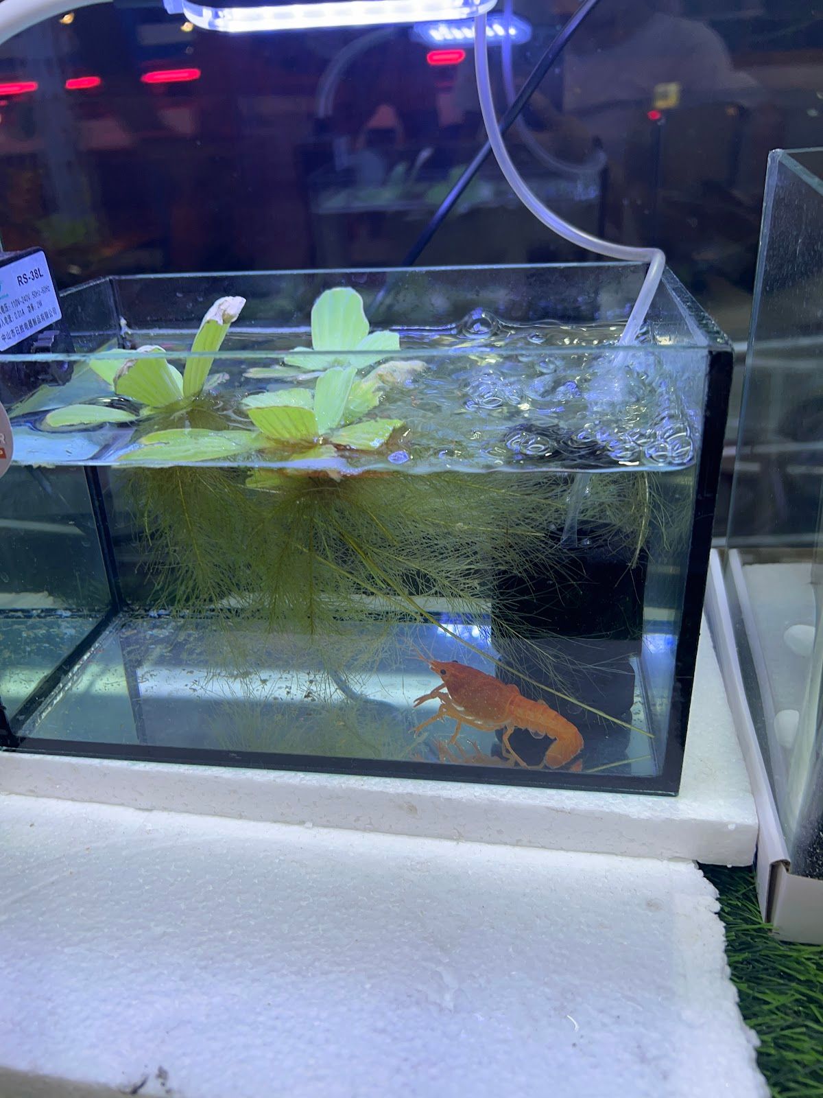 Pet wonder ornamental L.L.C 2